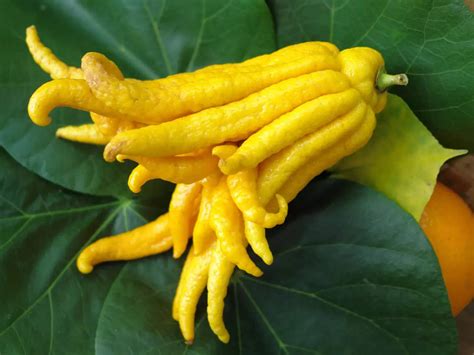 Why Buddha's hand citron is so expensive