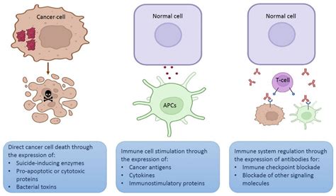 Plasmid DNA for Therapeutic Applications in Cancer