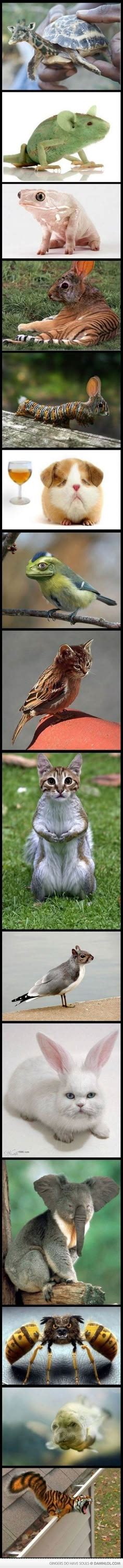 Image result for 2 Animals Photoshop Tutorial