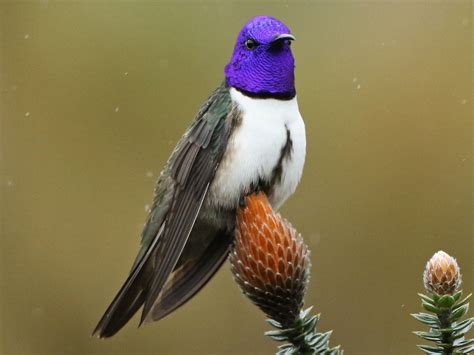 Ecuadorian Hillstar - Spectacular Andean Hummingbird