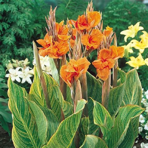 Canna Lily Bulbs - "Pretoria" | Summer bulbs, Bulb flowers, Canna lily