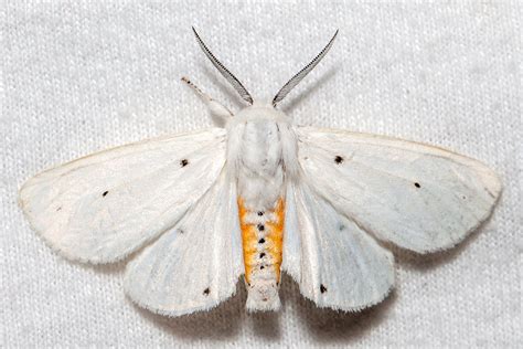 About Virginian Tiger Moth - Maryland Biodiversity Project