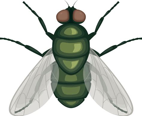 Flies Clipart