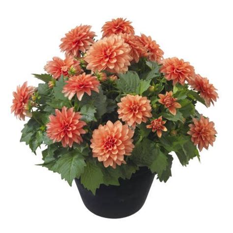 Creative Farmer Flower Seeds : Dahlia-Pompon Rosia Mix Flower Seed ...