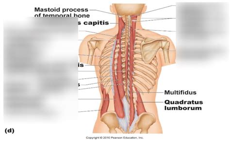 Image result for Deep Tissue Lower Back
