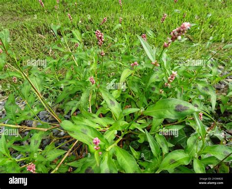 spotted lady's thumb (Persicaria maculosa) Plantae Stock Photo - Alamy