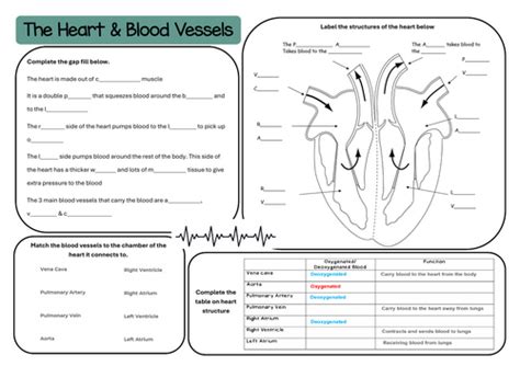 Heart Function GCSE 的图像结果