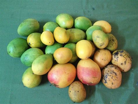 The Adventure Continues: Mangoes or Mangos, You Choose