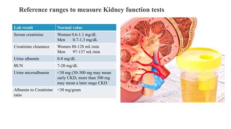 What Your Kidney Lab Results Really Mean