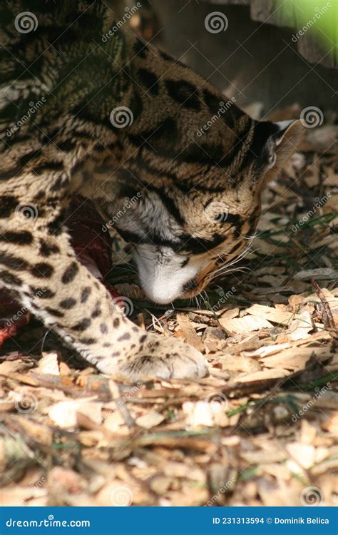 What Eats A Ocelot