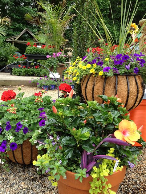 Best Flower Combinations For Containers at Kate Ogilvy blog