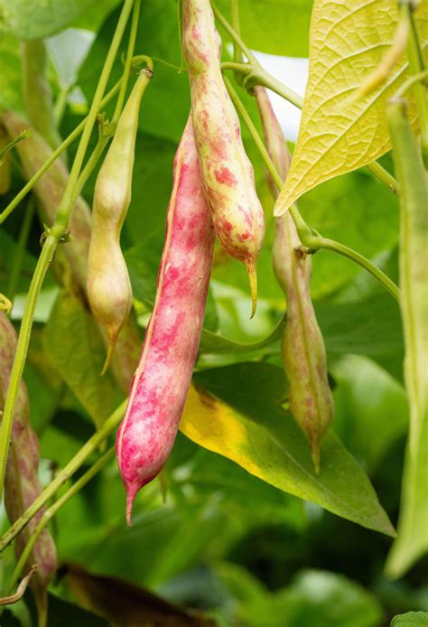 Kidney Bean Plant Facts at Gemma Dalton blog