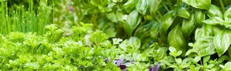 Kapebonavista Bismarckia nobilis as a garden plant Bismarck Palm is a ...