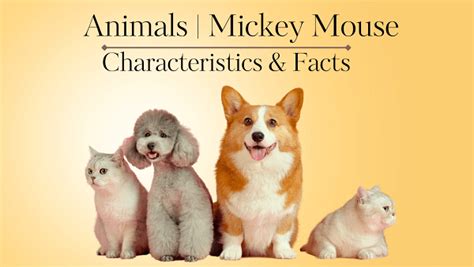Facts About Mickey Mouse 的图像结果