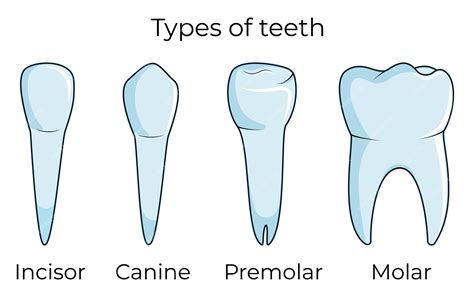 Premium Vector | A diagram of different types of teeth