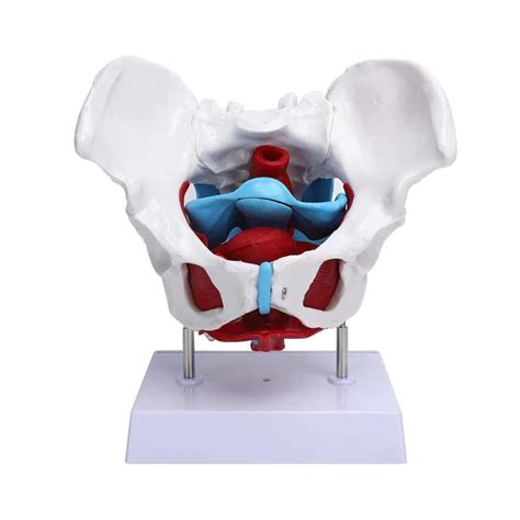 Xsxq Female Pelvic Floor Muscle Anatomical Model 1 1 Life | Desertcart ...