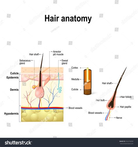Hair Anatomy Diagram Hair Follicle Cross 库存矢量图（免版税）552270259 | Shutterstock