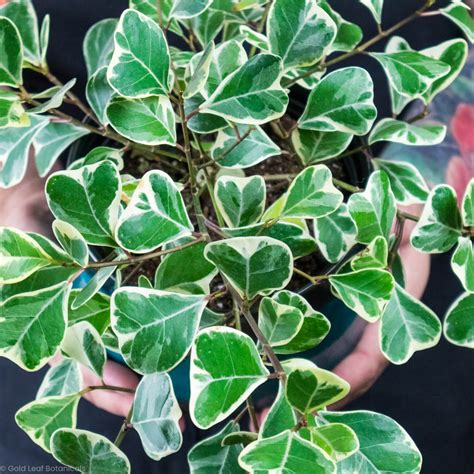 Image result for Ficus Triangularis Variegata Humidity