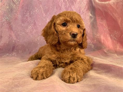 Image result for Red Cockapoo
