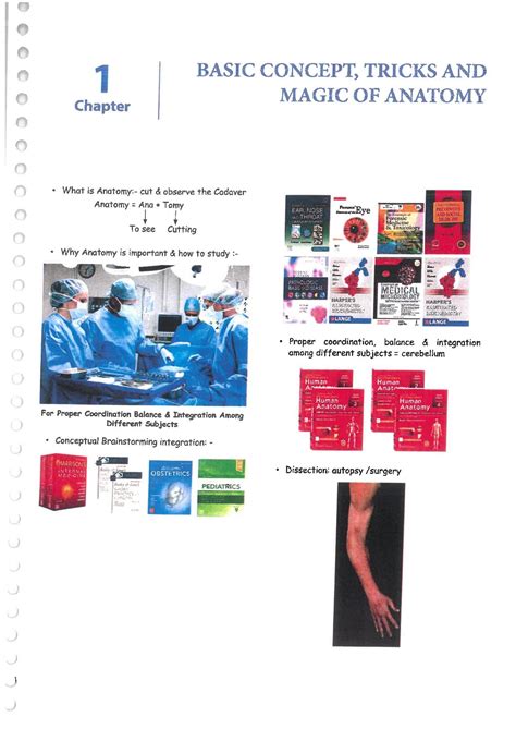 Anatomy Cerebellum 2.0
