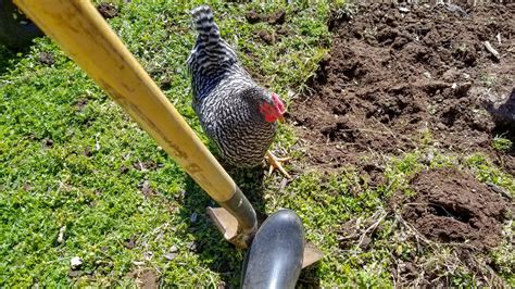 Greedy Garden Helper. : r/gardening