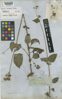 Ageratum conyzoides L. | Plants of the World Online | Kew Science