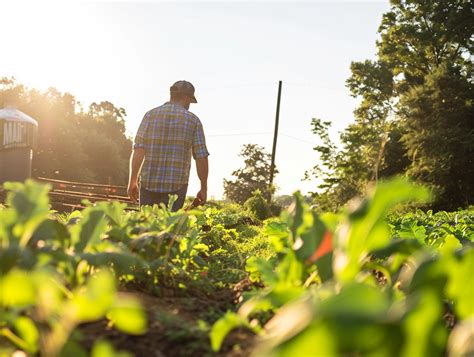 Local Ingredients 的图像结果