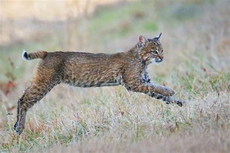 Bobcat season in Indiana? State lawmakers renew push to permit hunting ...