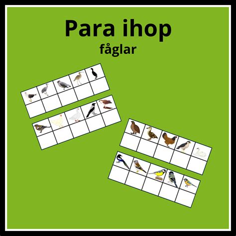 Para ihop fåglar | Teach Academy