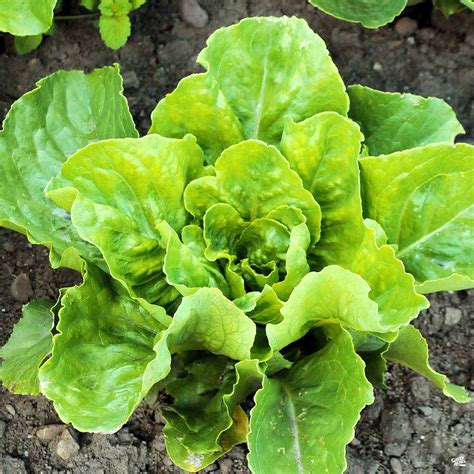 Romaine Lettuce Plant