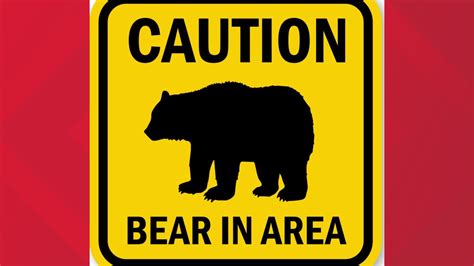 Bear spotted in Lancaster NY | wgrz.com