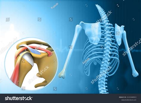 Image result for Shoulder Anatomy Animated Tutorial