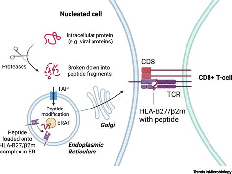 The microbiome in HLA-B27-associated disease: implications for acute ...