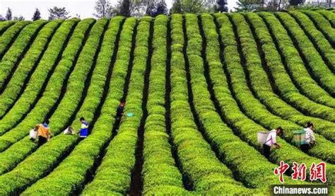 2019年贵州茶叶出口金额突破1亿美元 - 黔茶100商城