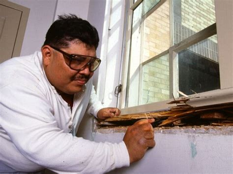 Image result for Formosan Termites