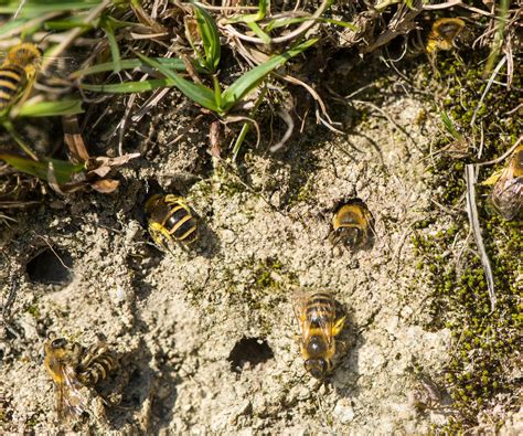 How to get rid of ground bees: humane ways to protect them | Homes and Gardens