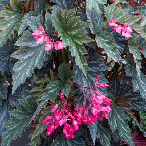 Buy FTG Goods 1 Angelwing Begonia Flower | My Special Angel Begonia ...