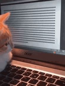 Cat Keyboard GIF - Cat Keyboard Ginger Cat - Discover & Share GIFs