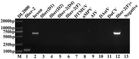 Pathogenicity of Duck Adenovirus Type 3 in Chickens