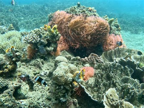 ECO DIVERS - All You Need to Know BEFORE You Go 2026 (with Photos ...
