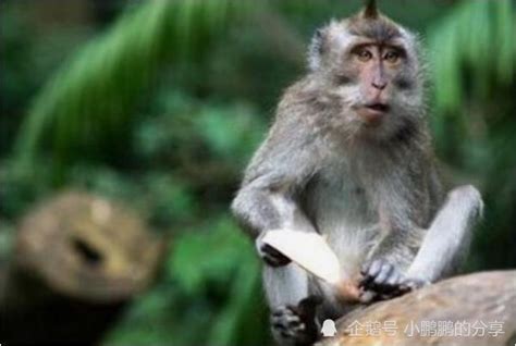 “十猴九苦”，3个年份出生的肖猴人后半生最好命，说的是你吗？_腾讯新闻