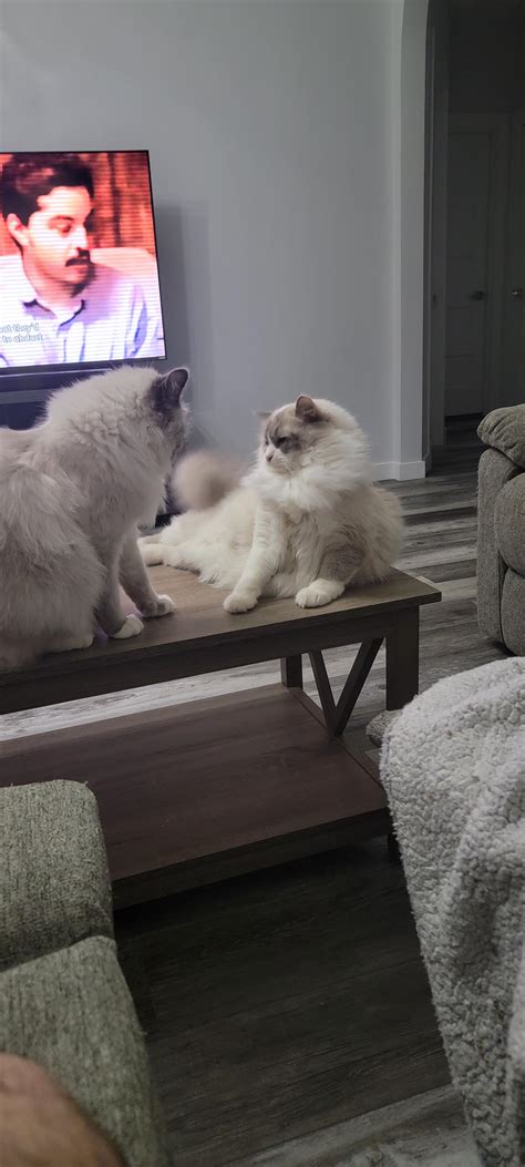 The most annoying cat ever looking at her brother like he's the most ...