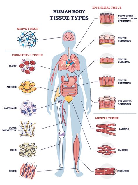 Types of Tissue in the Human Body Poster - Etsy UK