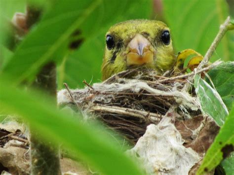 Goldfinches Love Thistles! – Oakland County Blog