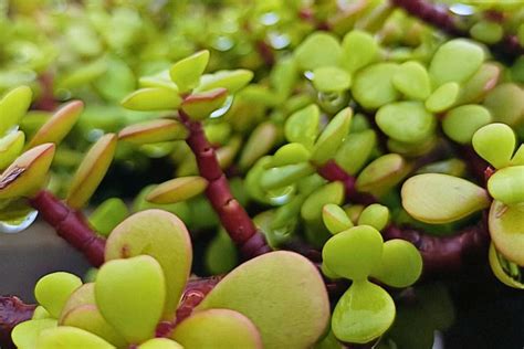 Plants with a Past: Indian Greens and Their Forgotten Stories – Daali