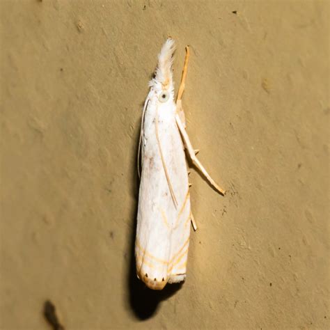 About Small White Grass-veneer Moth - Maryland Biodiversity Project