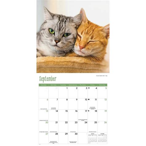 Cats Calendar 2026