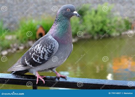 Dove Grey. Beautiful Pigeon Close Up. City Birds. Pigeons of the Church ...