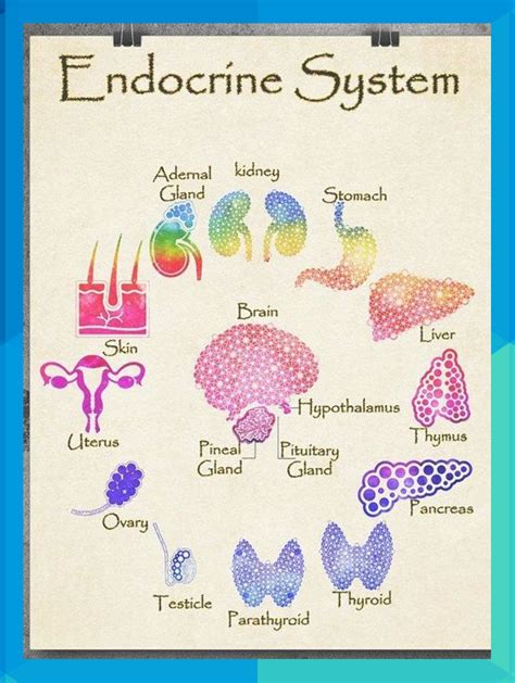 Image result for Endocrine System Drawing