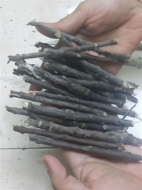 Buy KAVACH ENTERPRISE Adult Ayurvedic Natural Organic Neem Datun Manual ...